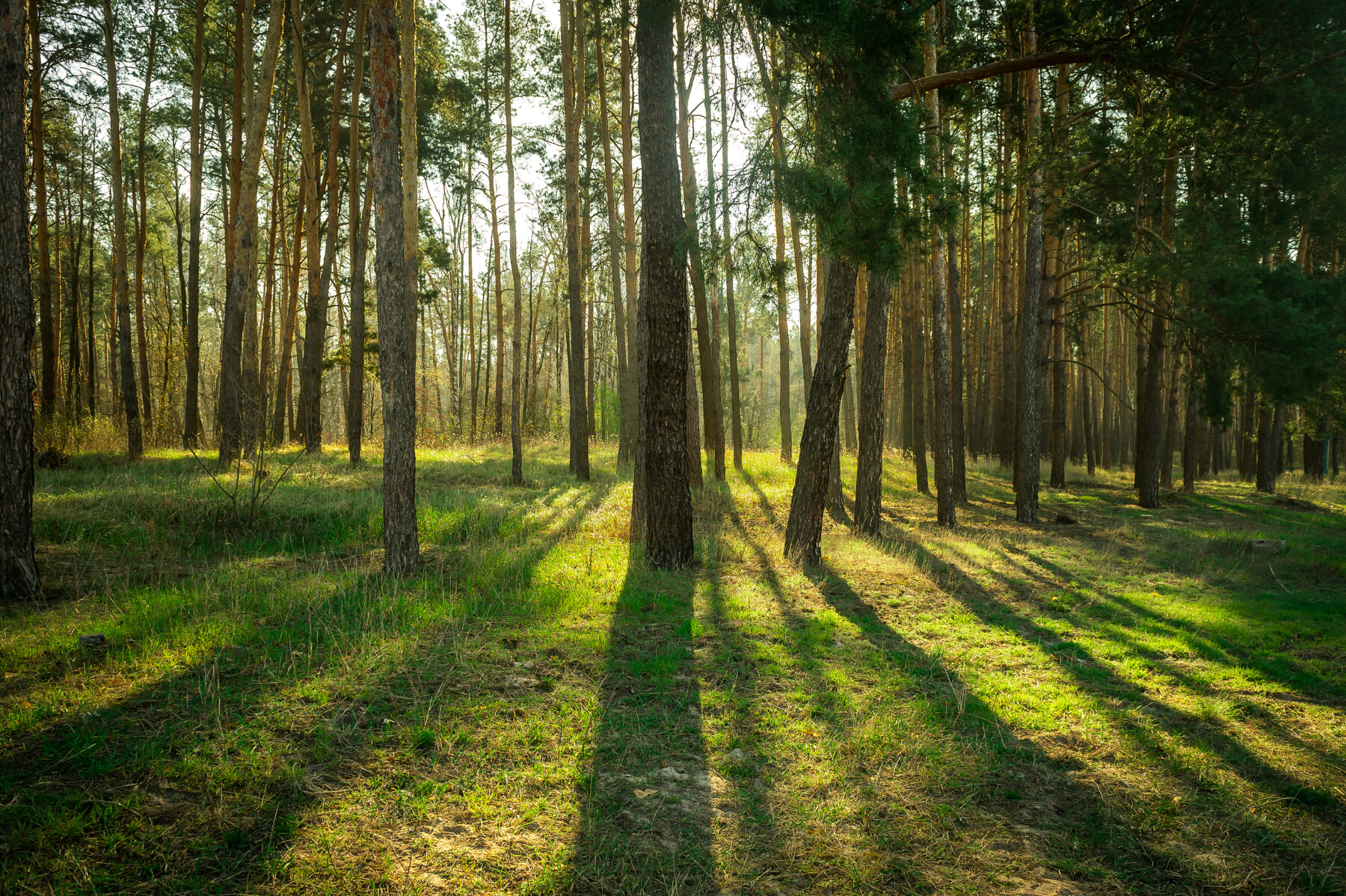 ISO 13391: Advancing Carbon Quantification for Wood Products